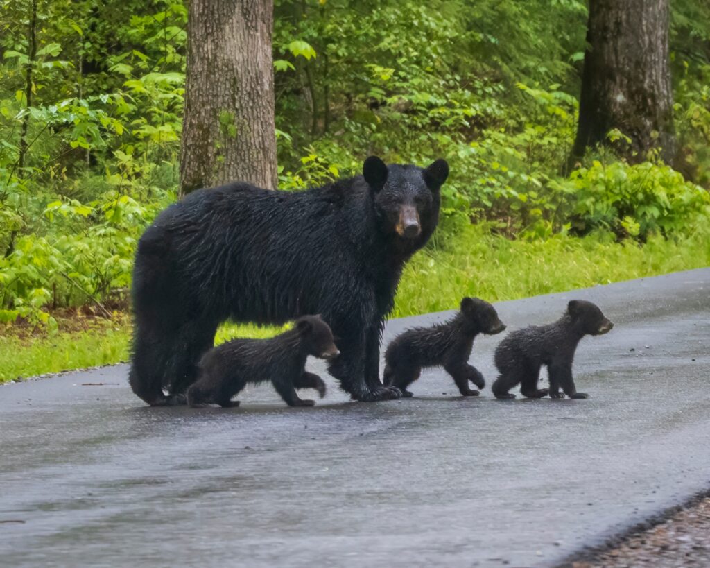 Bear Family