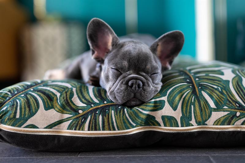 2598 Image_157186659 M