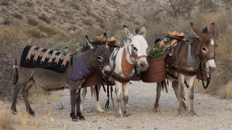 3321 Mini Donkeys In Joshua Tree M