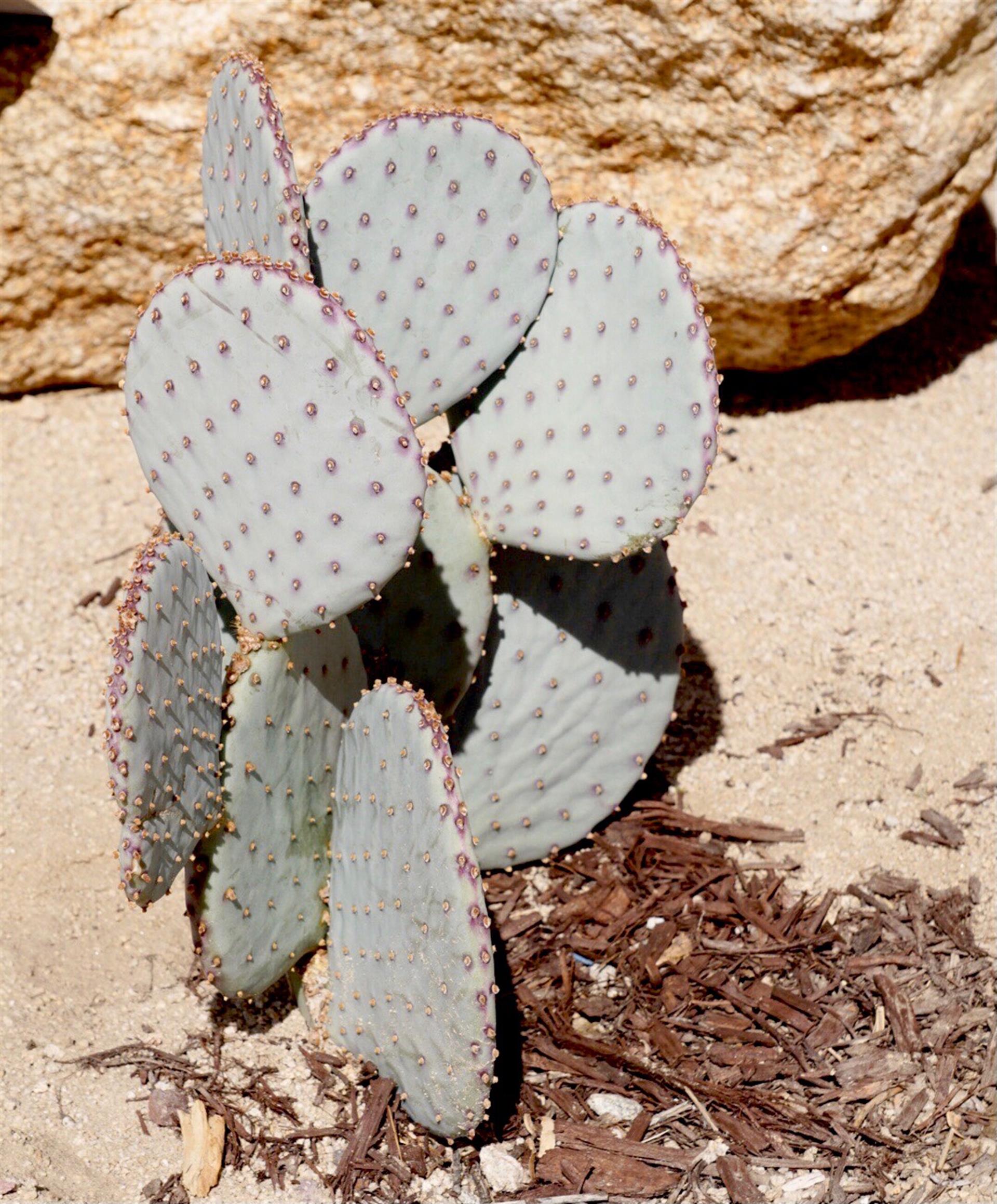 Get to know the variety of beautiful desert plants and trees on the property