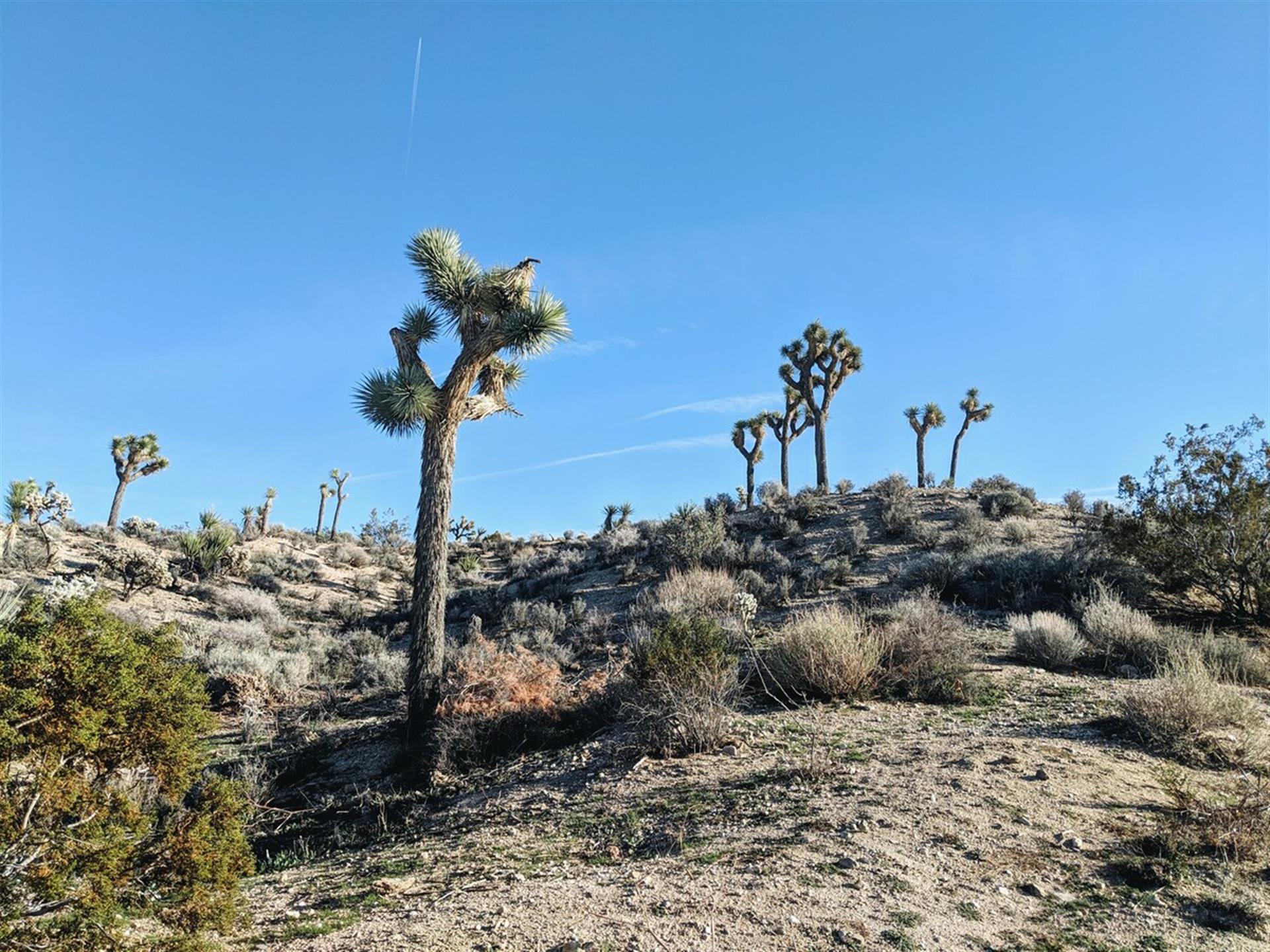 Lots of trails to walk in the land behind the house. Gain access by walking around the neighborhood in either direction.