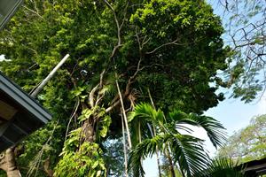 Soaring ancient banyan tree is incredible