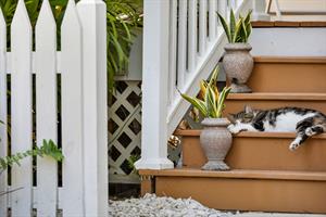 Key West is famous for lounging cats