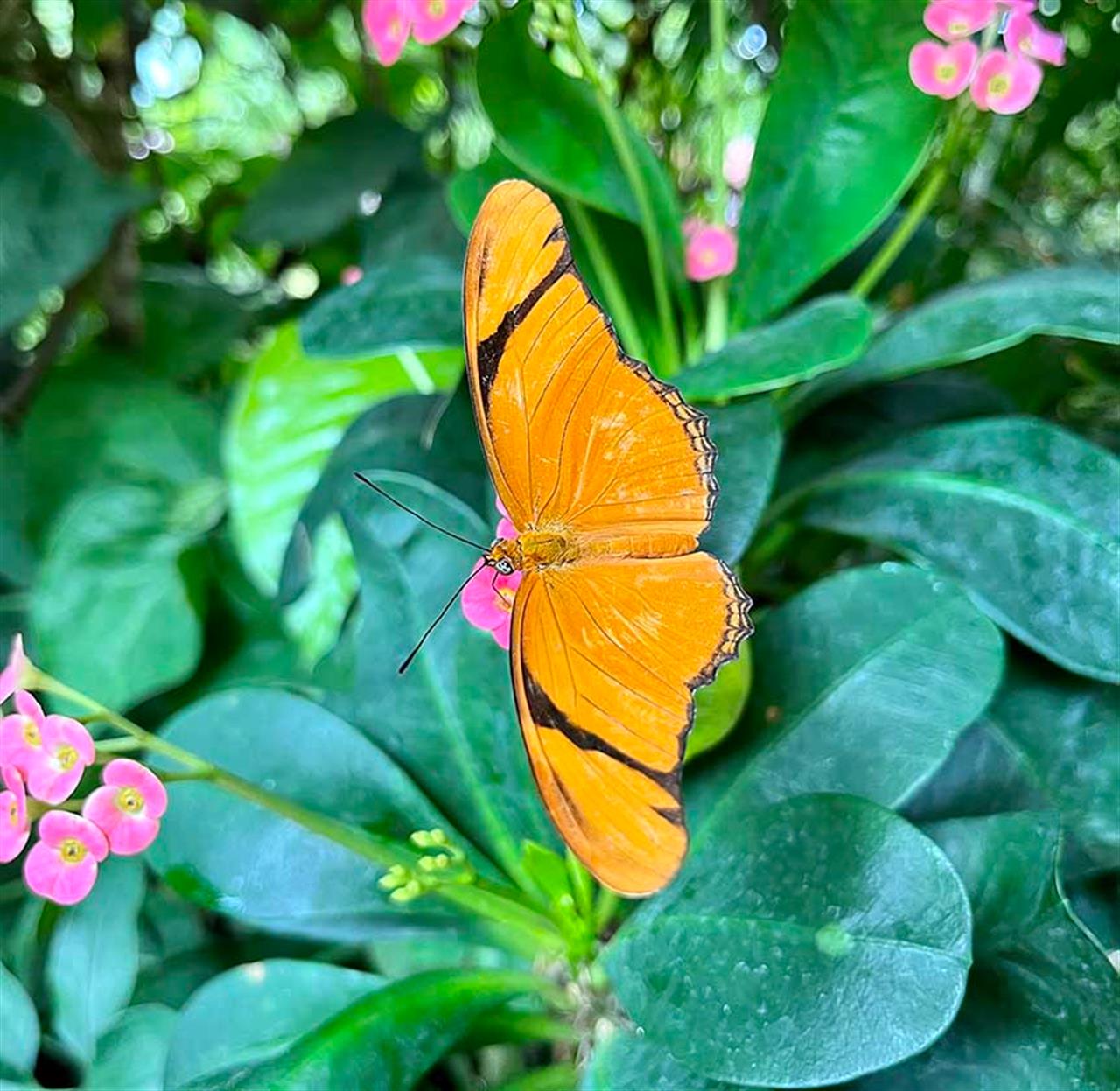 2397 Butterflies Copy B