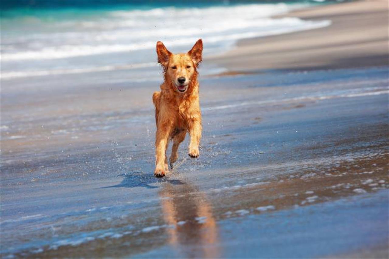 2949 Dog On Beach B