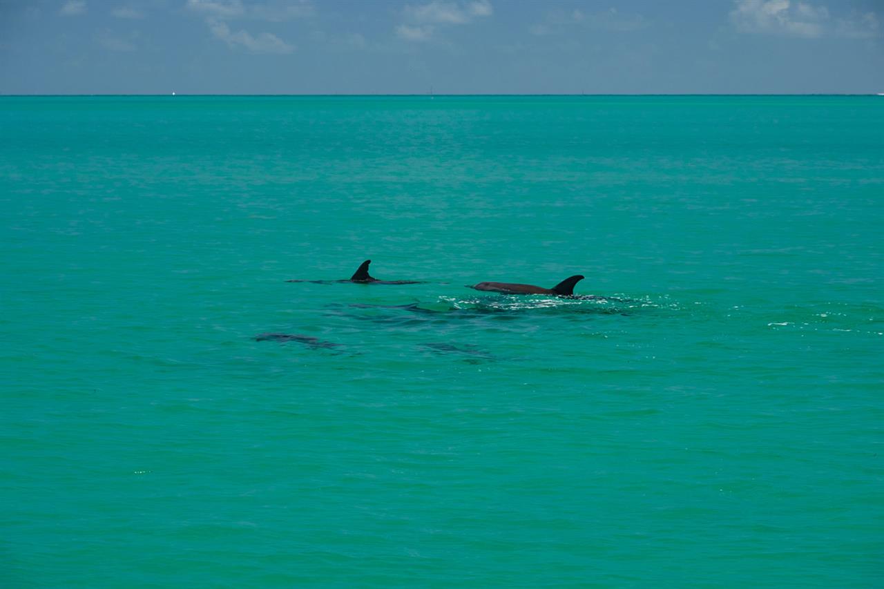 3162 Dolphin Watch B