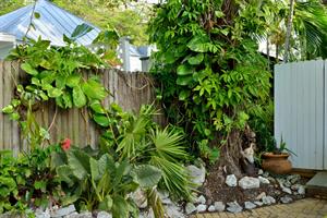 Jasmine, tropical fruits, lush landscaping. Gardeners paradise