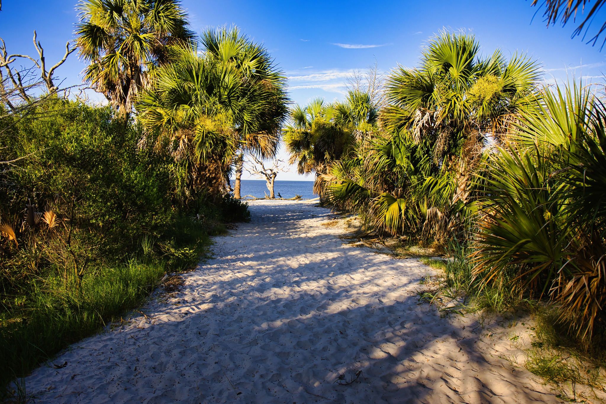 Live oak and palm-lined path on St. Simons Island in spring