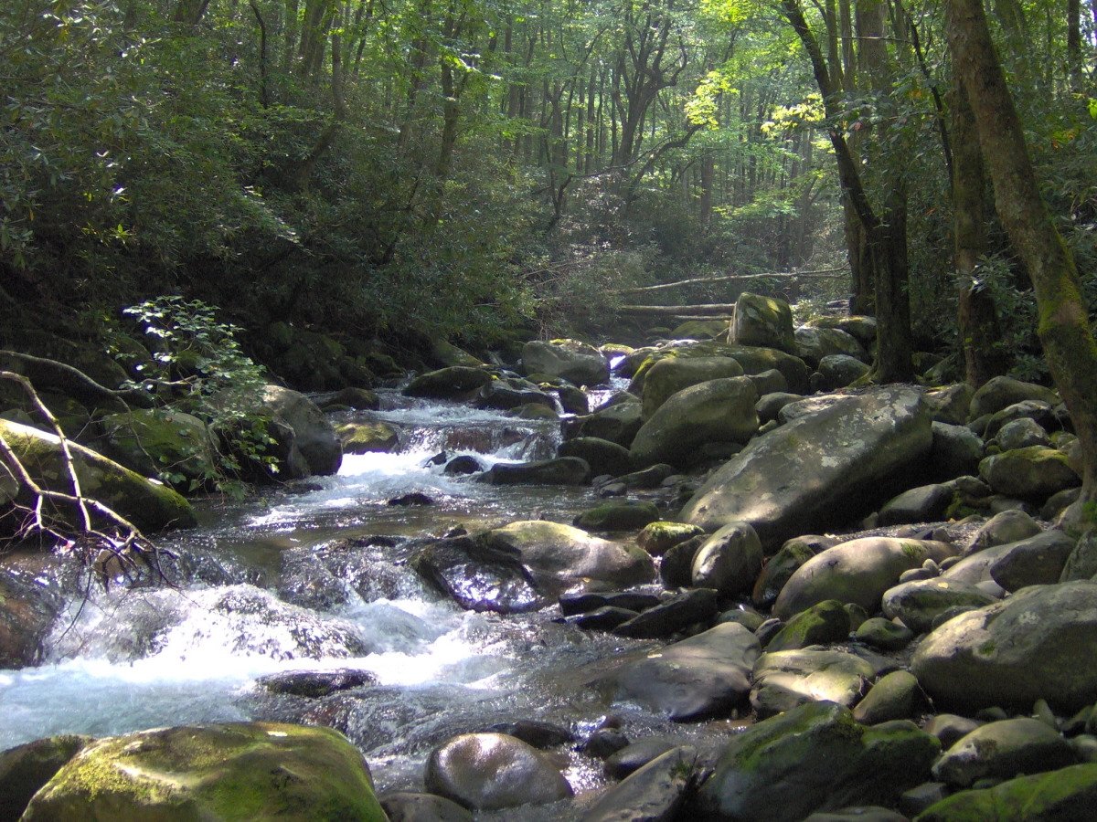 Fern Branch Falls and Porters Creek Trail: Great Trail, Great Waterfall