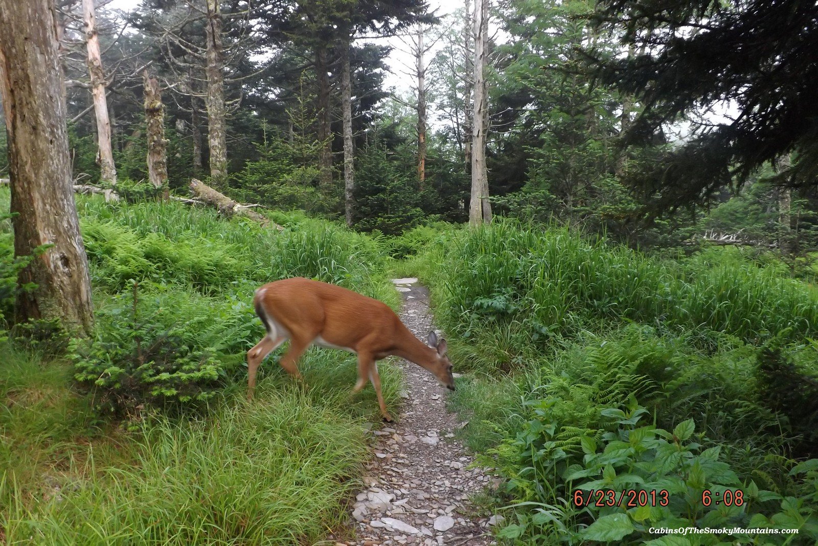 Mount LeConte and Its Many Trails and Attractions