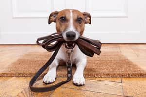 120295 Bring Your Family Pup To Our Destin Beach Rentals S
