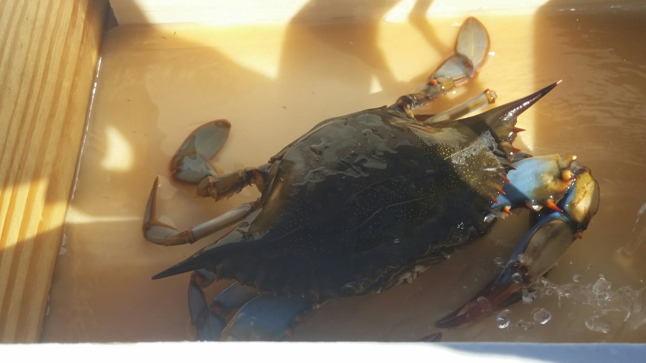 blue crab festival