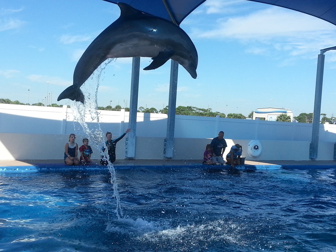 Dolphin Encounter