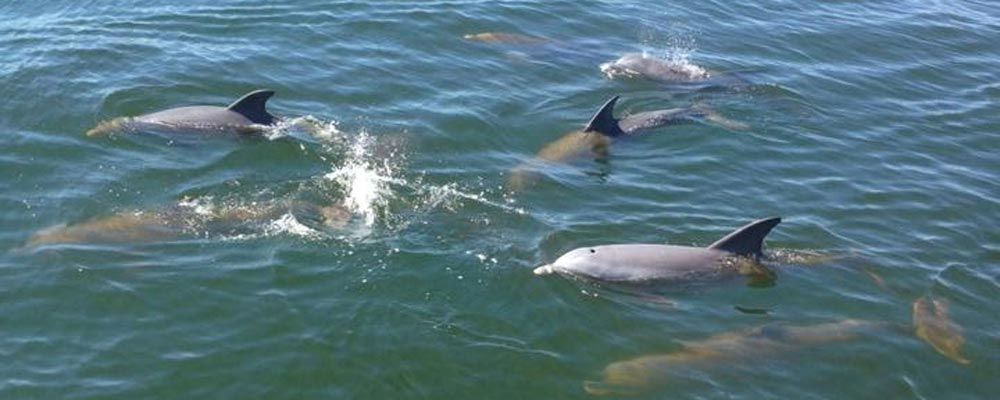 destindolphincruises