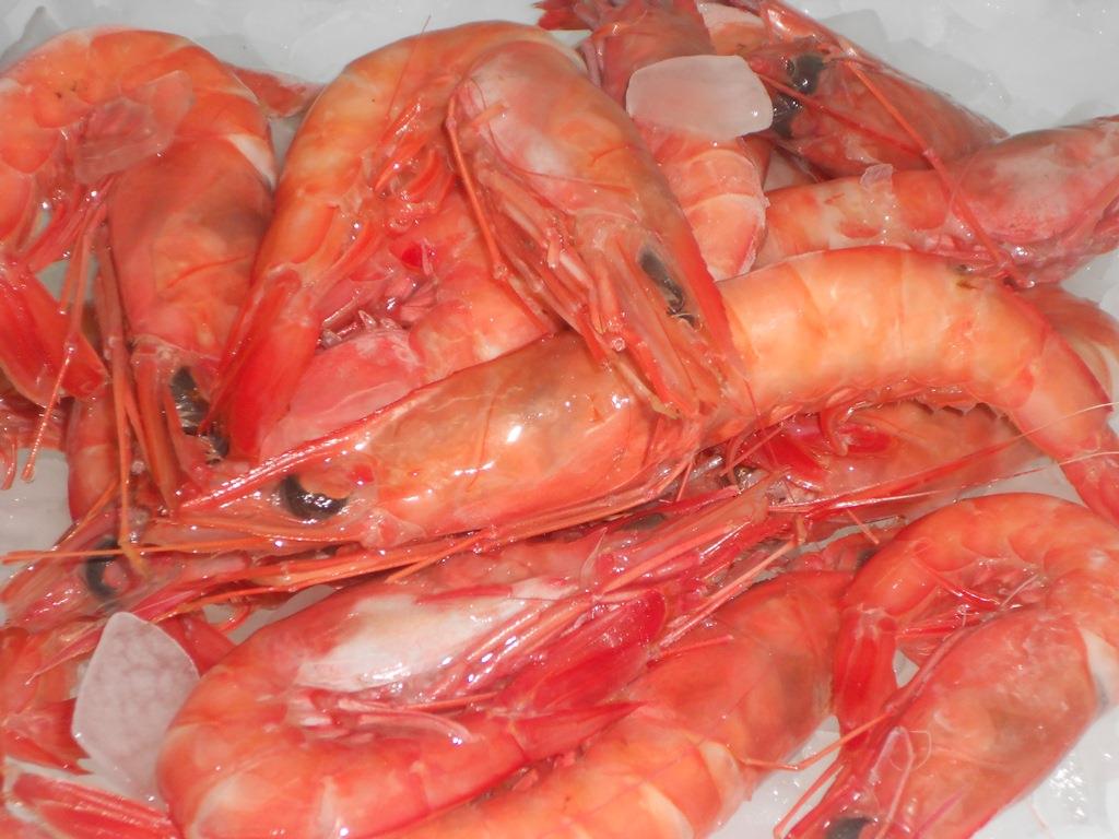 shrimp