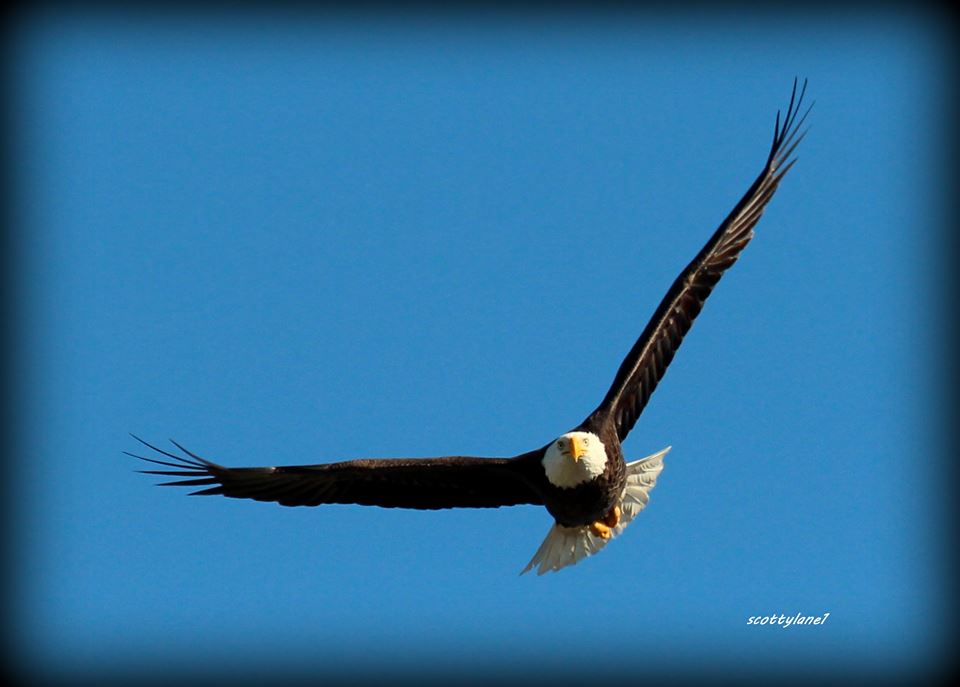 eagle