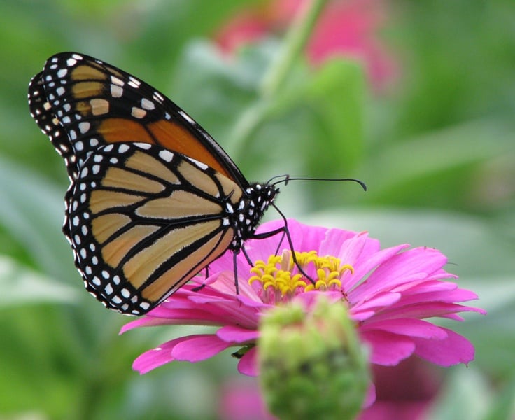 monarch