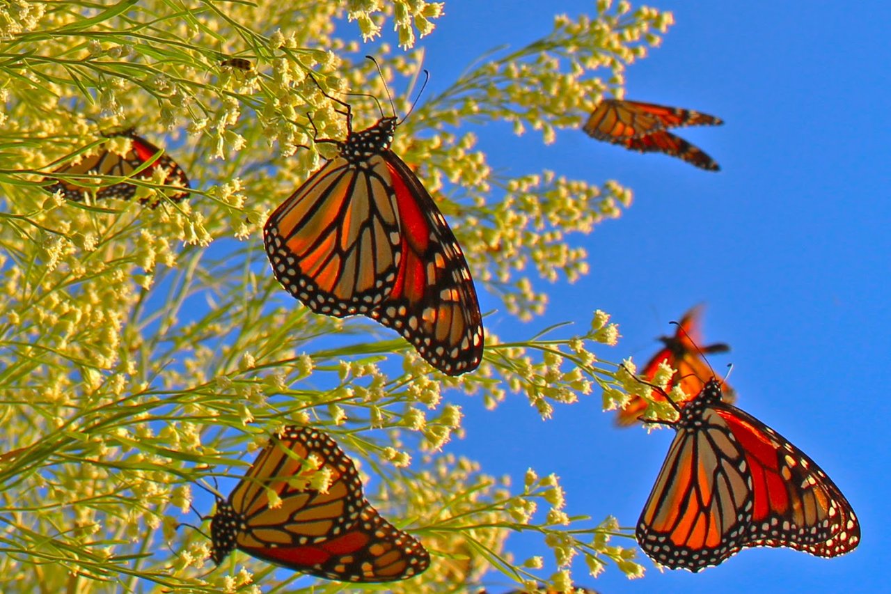 monarch butterfly migration