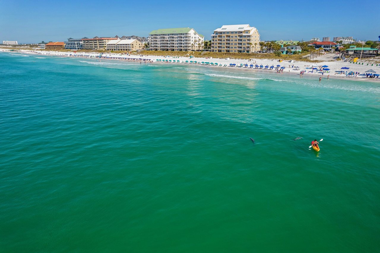 Where the Dolphins Play