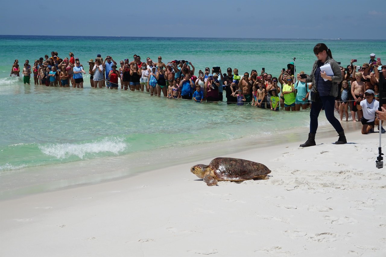 turtle rls