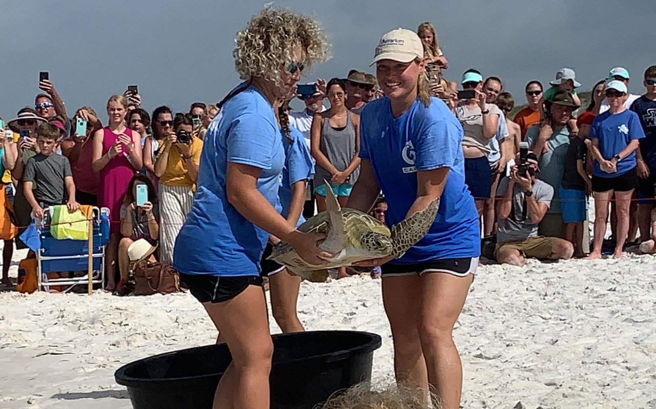154078 Turtle Release