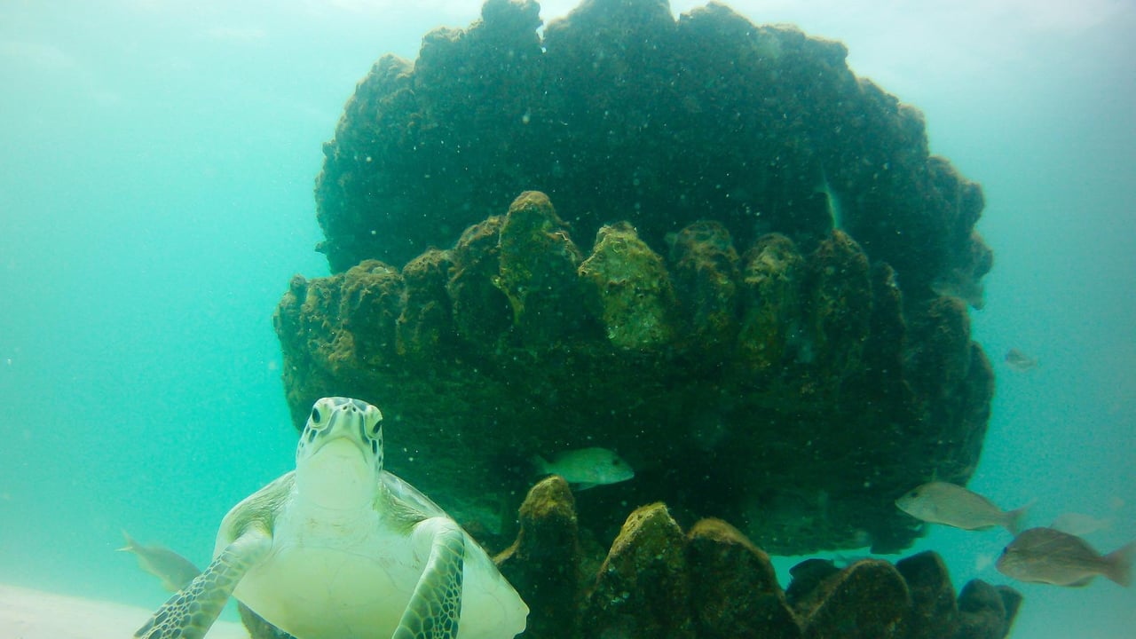 a sea turtle swimming with fish around