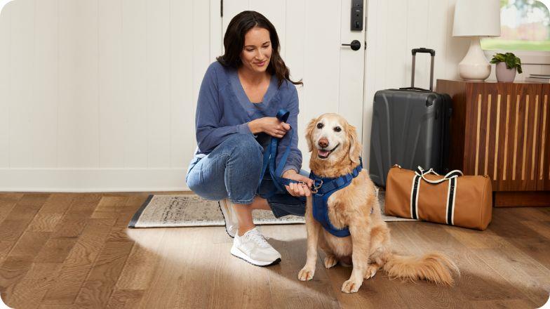 dog travel