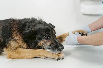 dogcare