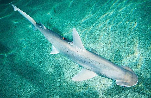 Bonnethead shark