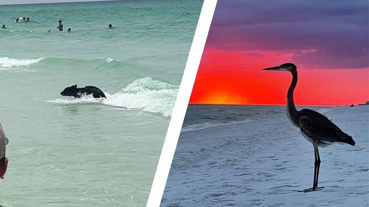 1638581 Wildlife In Destin