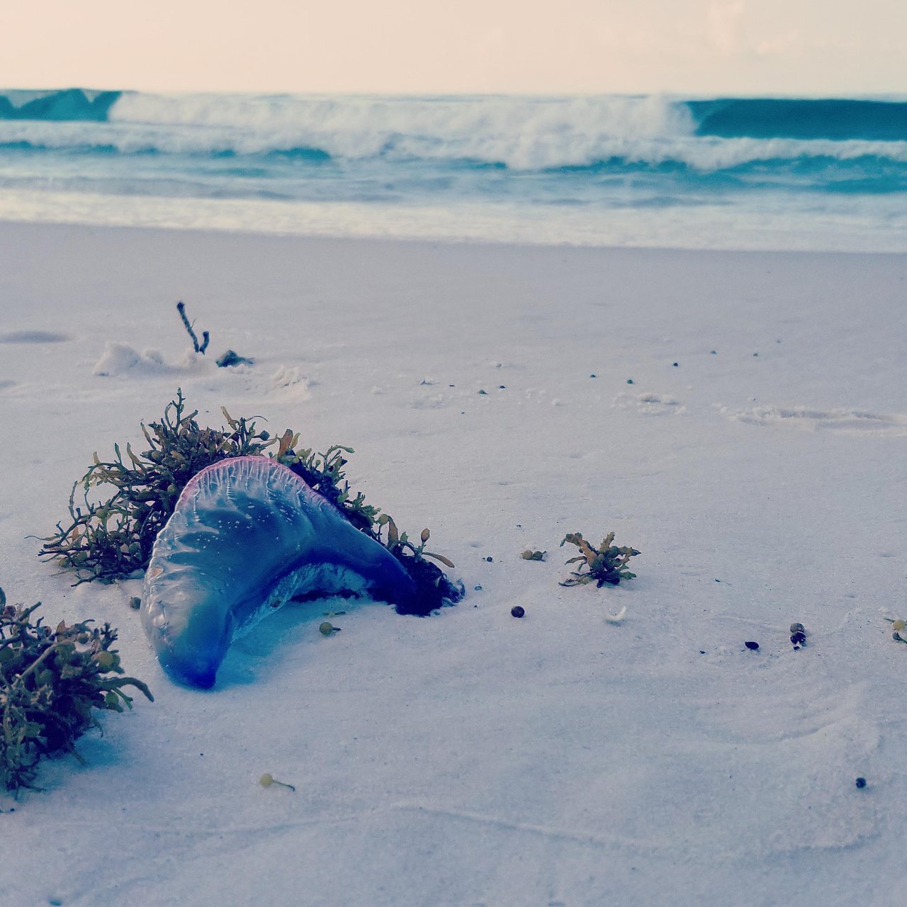 Jellyfish 2