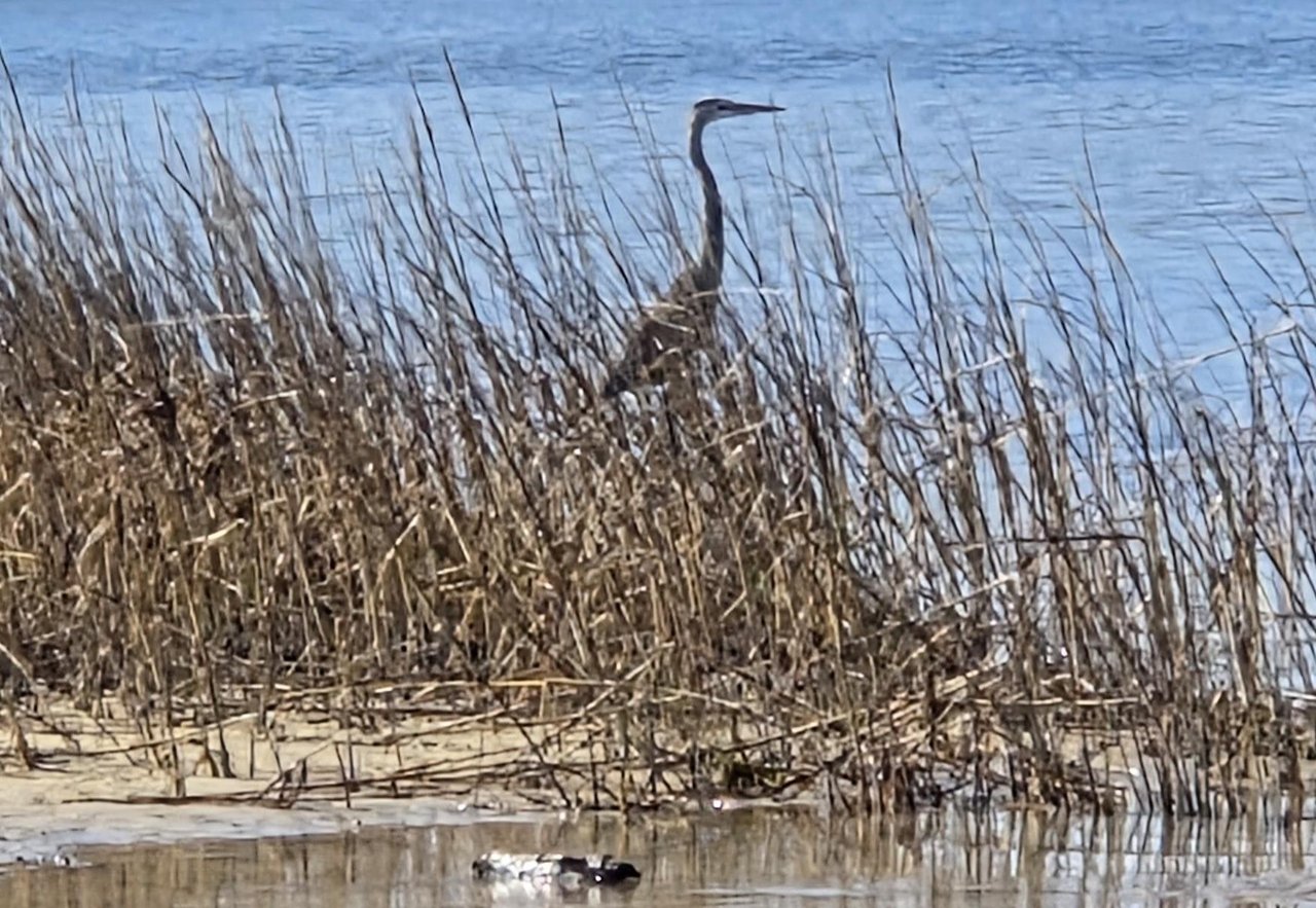 bird in grass