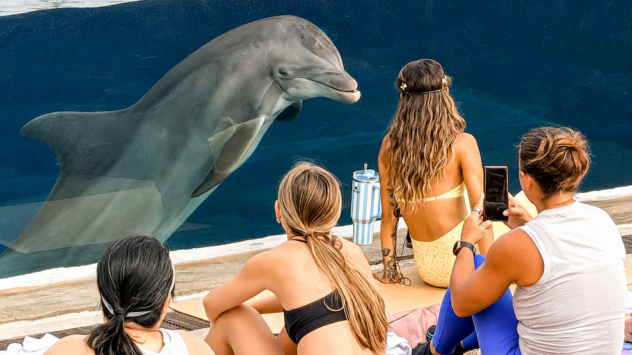 2263873 A Group Of People Looking At A Sea Animal