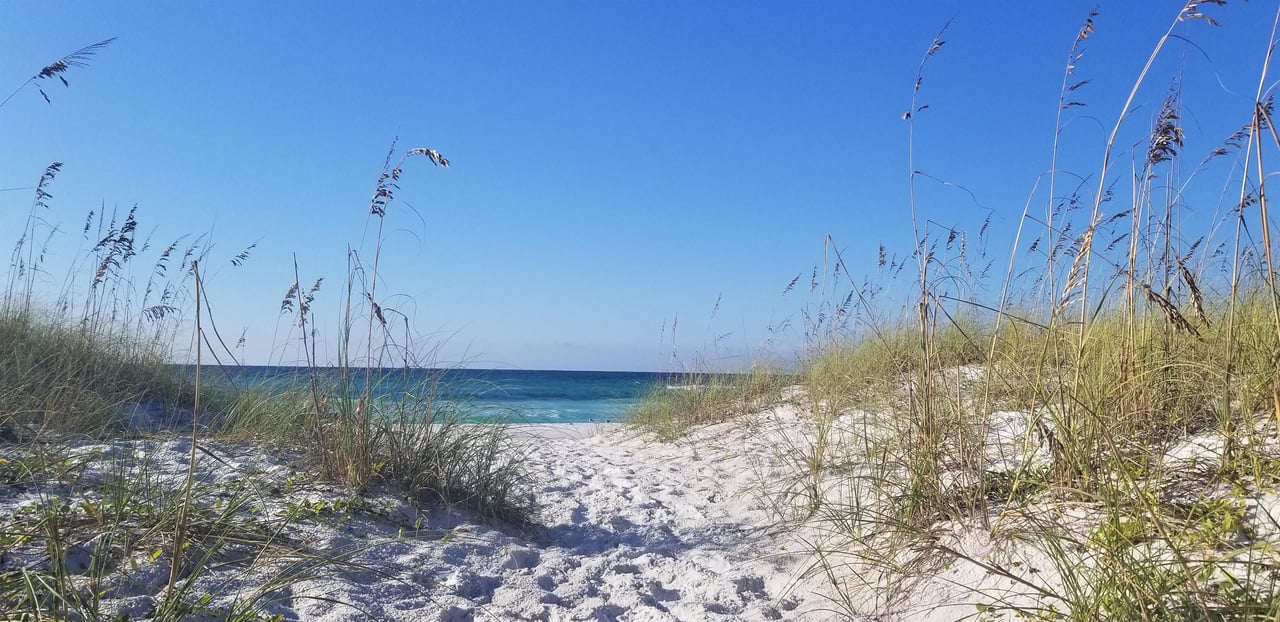 a sandy beach with plants and water in the background
