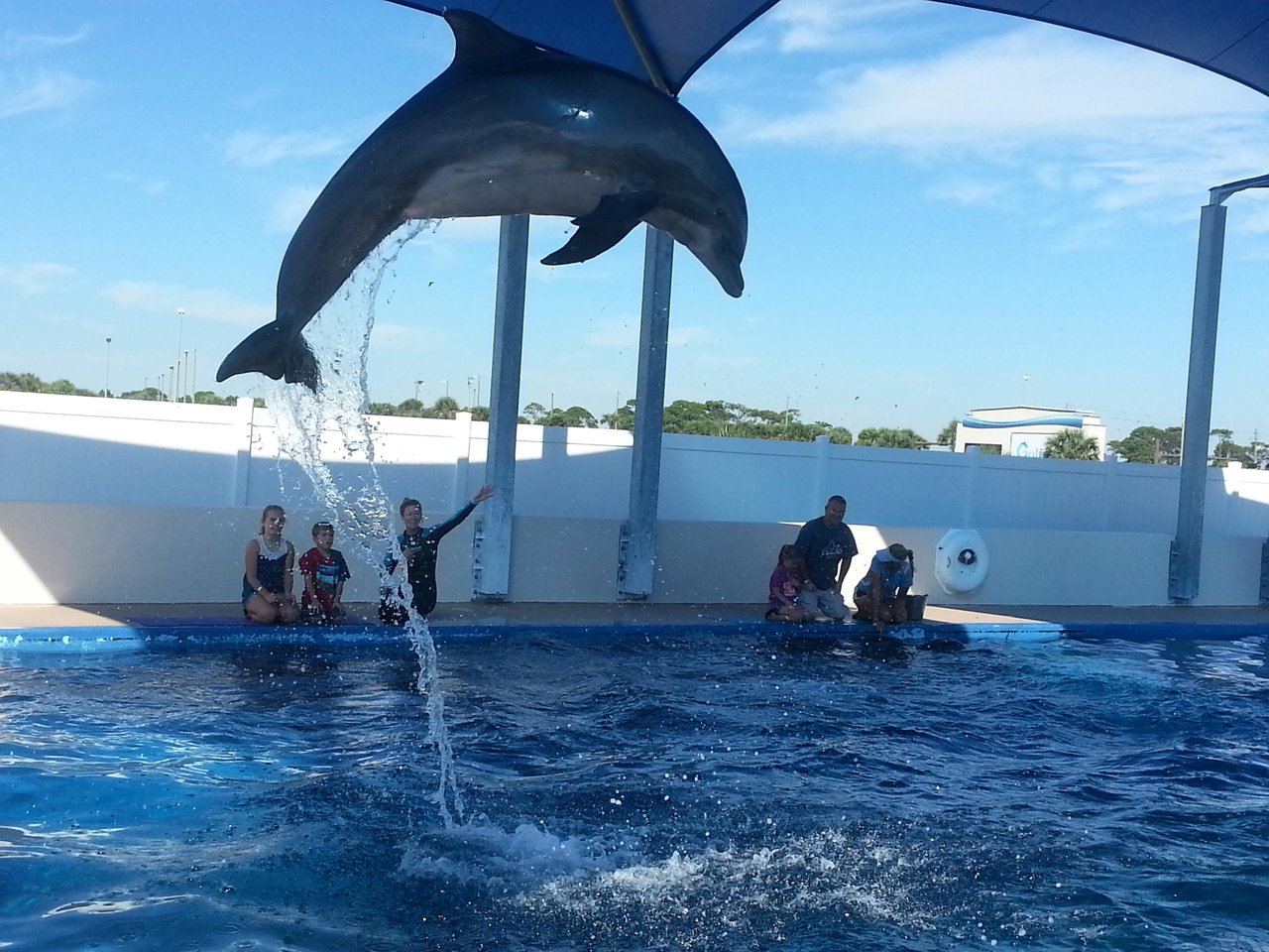 287141 Dolphin Encounter