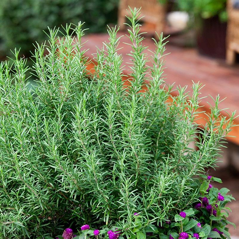organicrosemaryweb