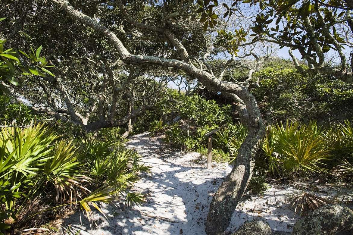 Grayton Beach State Park path SoWal