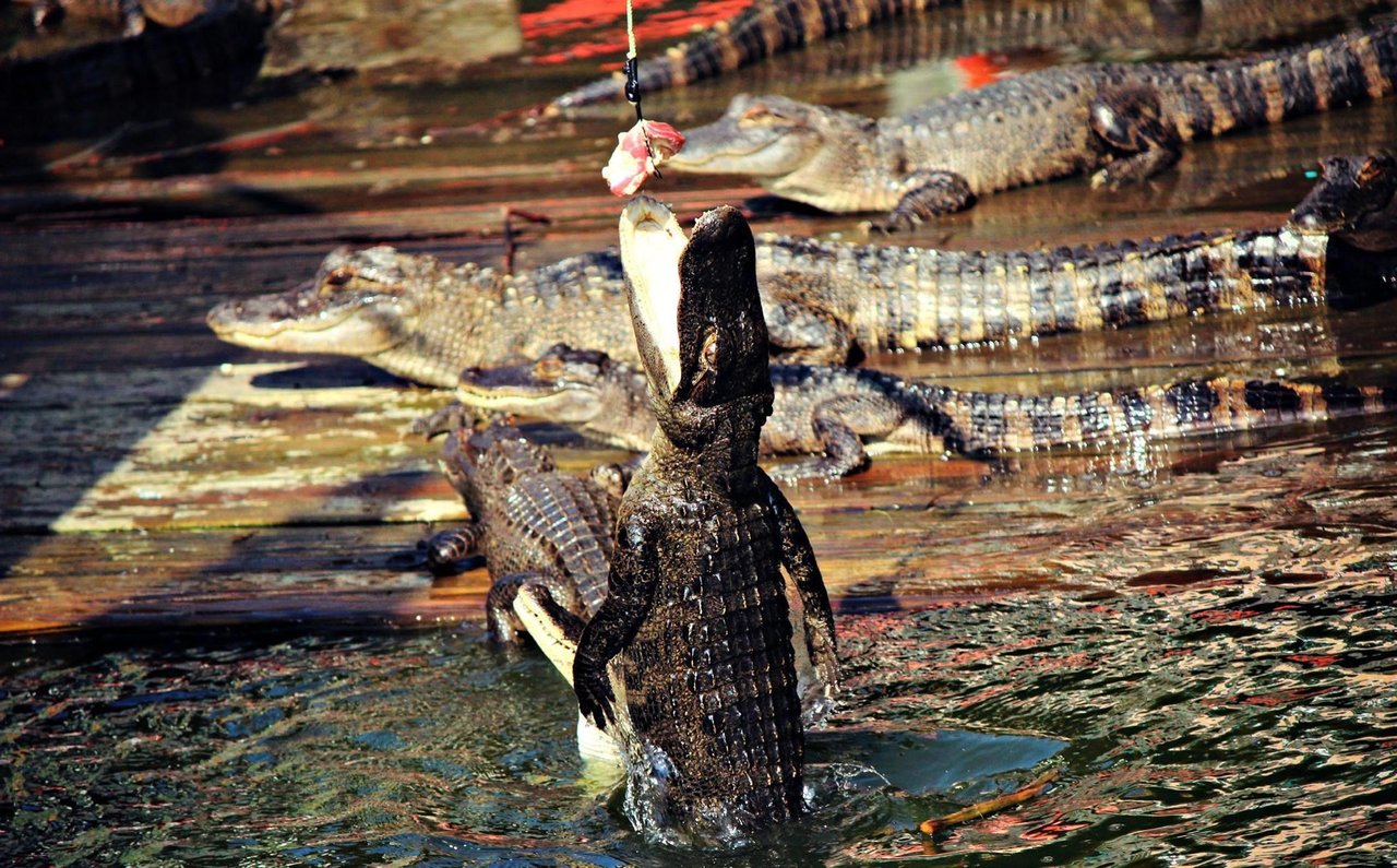 Fuds Gators5
