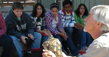 turtle bob
