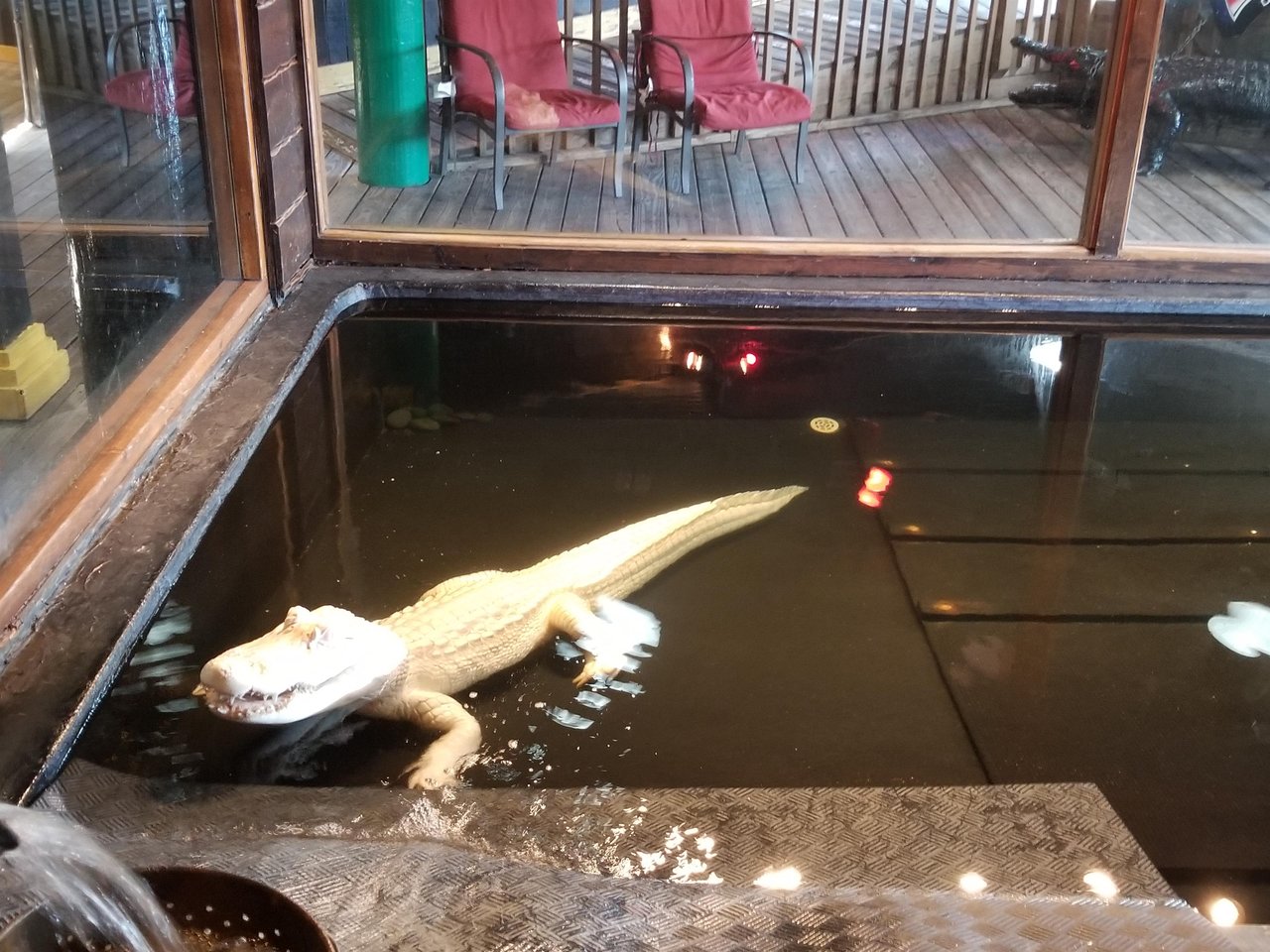 gator beach 2