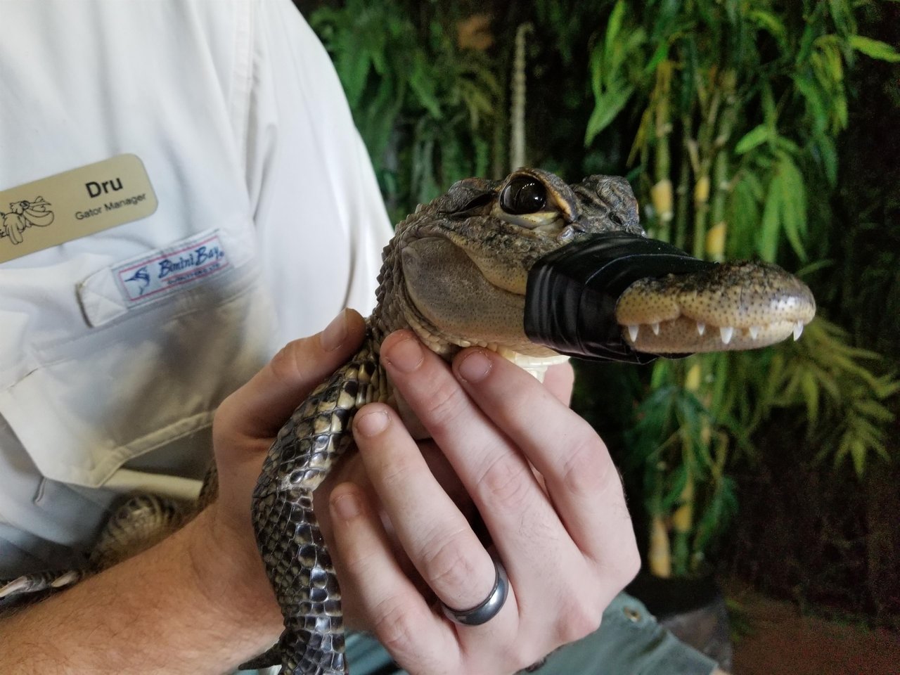 Gator
