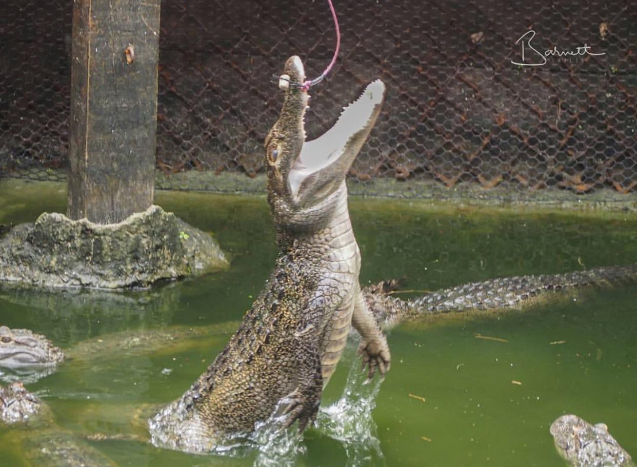 Gator show