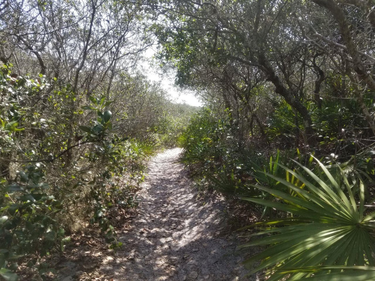Grayton Beach State Park Trail sm