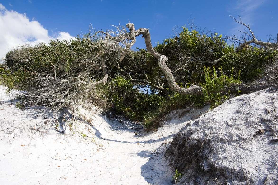 Grayton Beach State Park SoWal