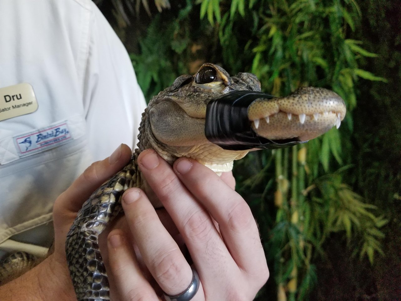 662336 Gator 2