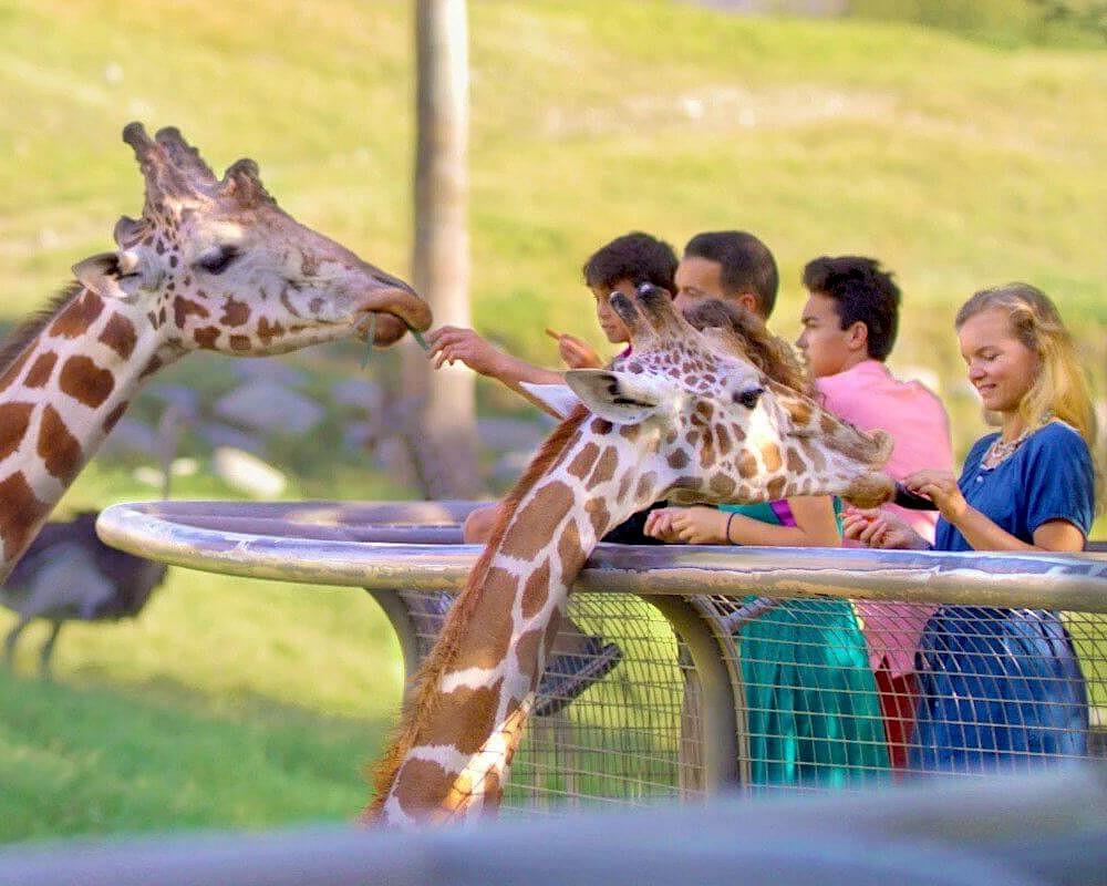 369243 Visit The Palm Springs Living Desert And Zoo When Staying At Palm Springs Vacation Rentals