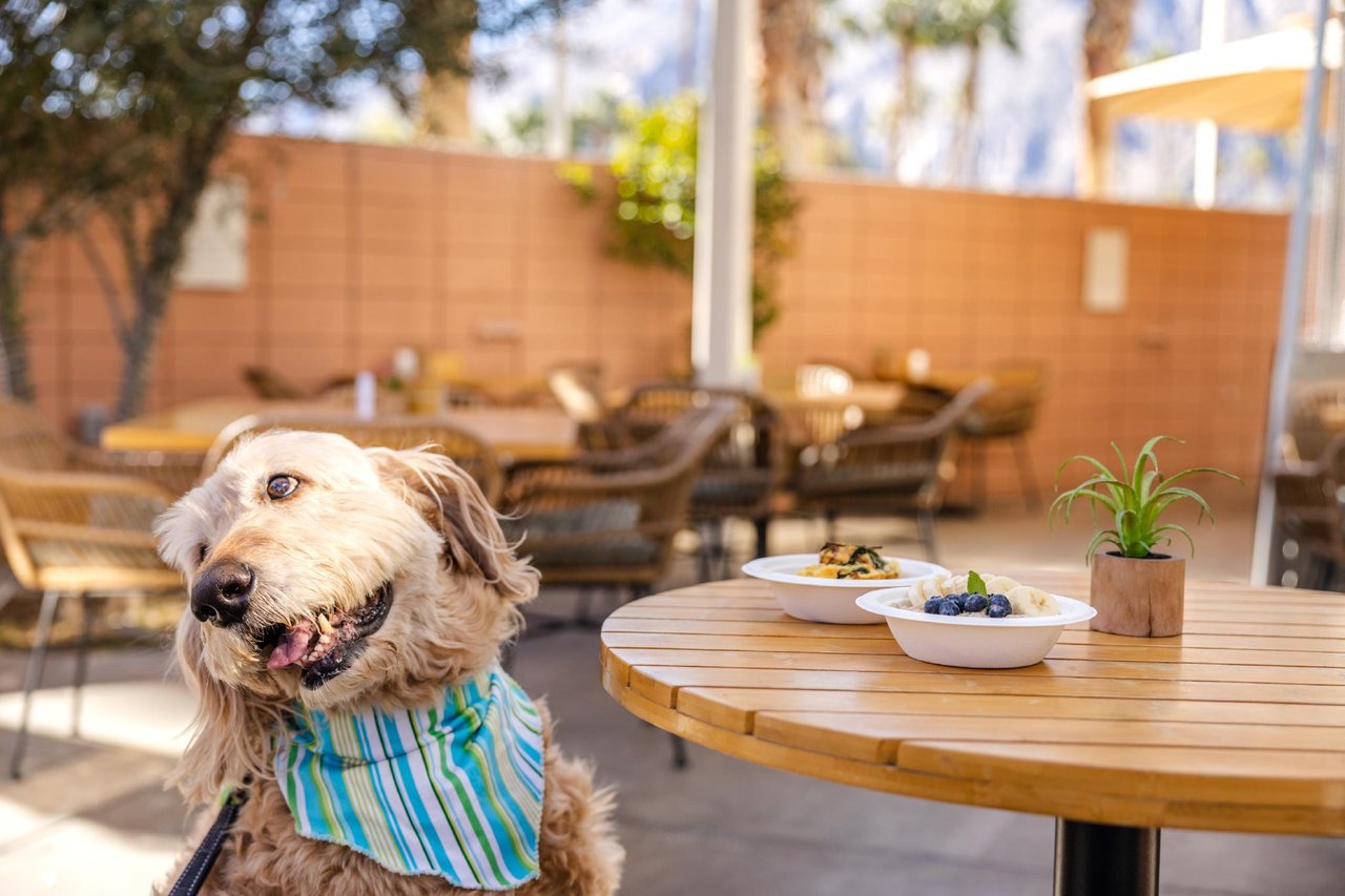 532605 Visit Boozehounds Restaurant When Staying At Palm Springs Vacation Rentals