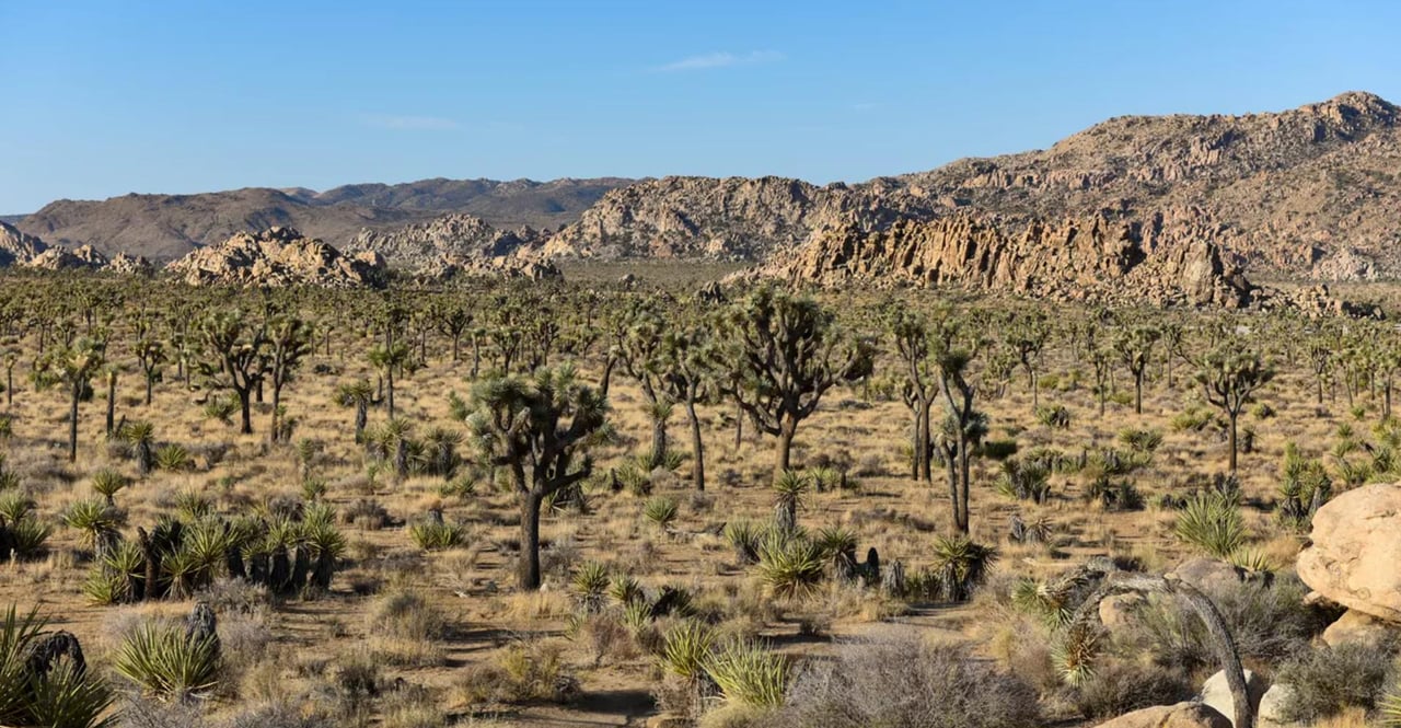 532611 Joshua Tree National Park
