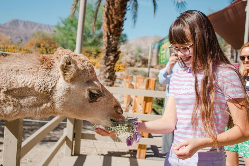 6024 Livingdesertzoocamels1024x683