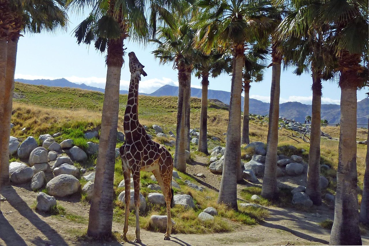 66856 Giraffe2438773_1920